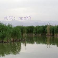 ʵ